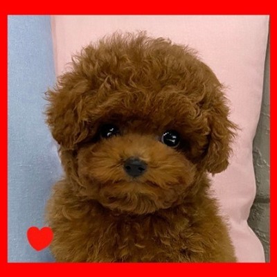 강아지분양 강아지무료분양 토이푸들분양 안전한곳 20년 전통의 아담스펫